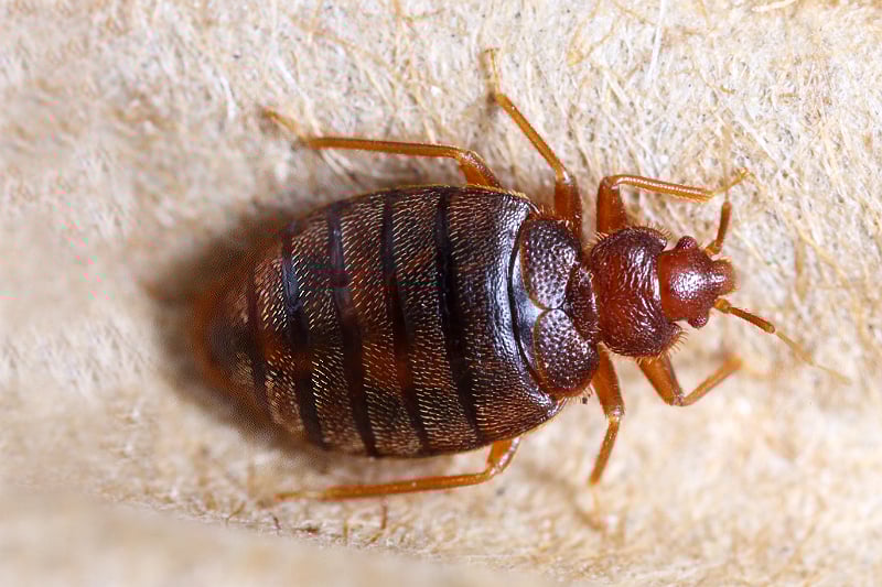Rentokil Bed Bug Consultation